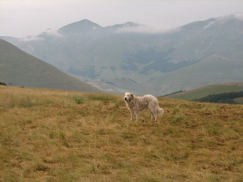 asinelli-7.JPG